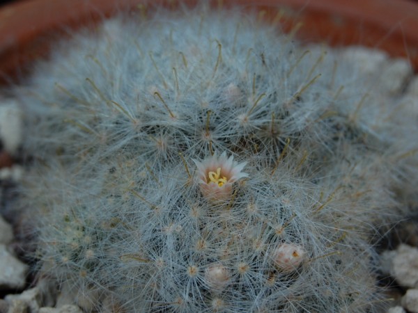 Mammillaria glassii ML 457