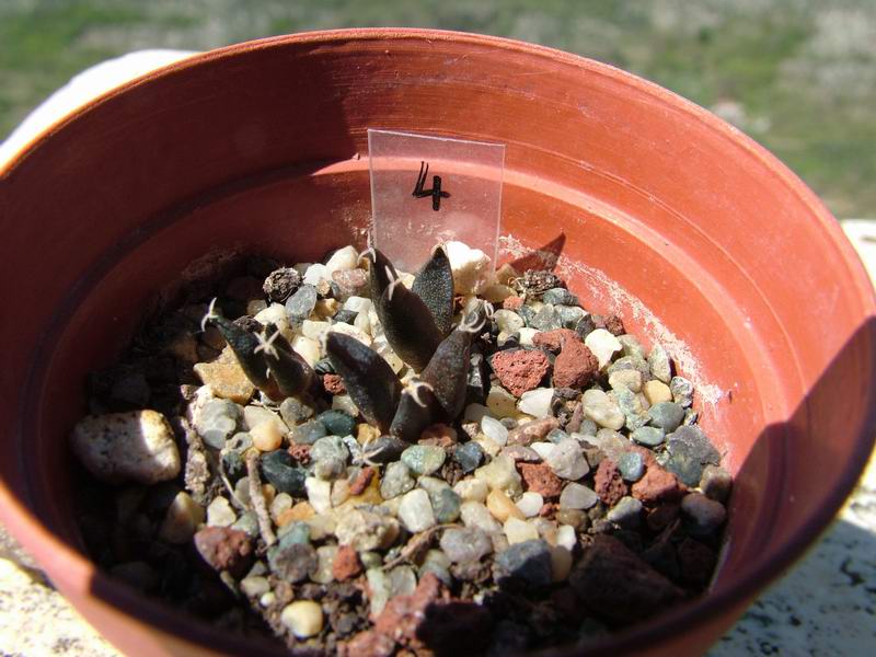 ariocarpus furfuraceus