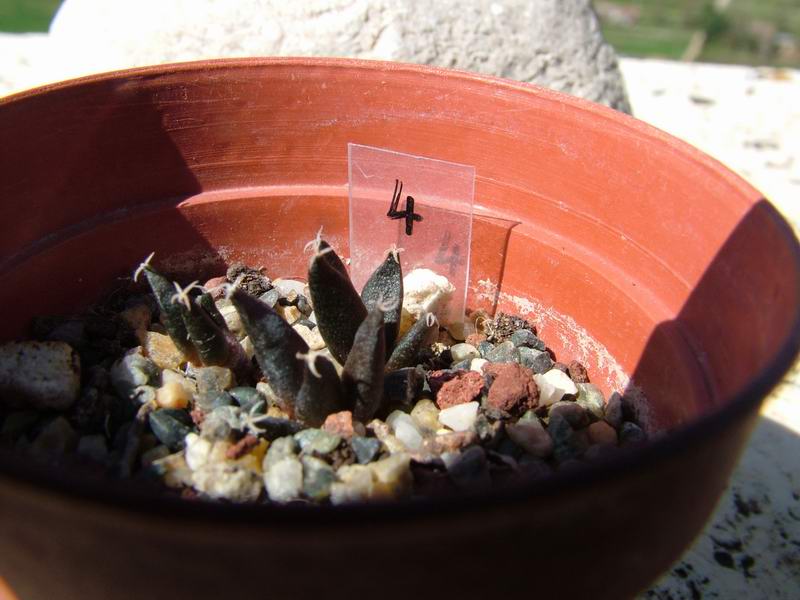 Ariocarpus furfuraceus 