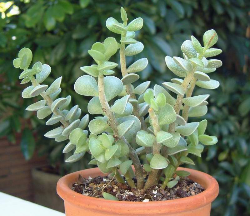 adromischus caryophyllaceus