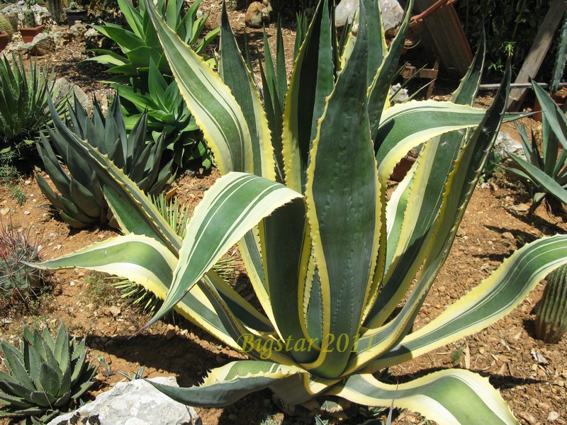 agave americana v. marginata-aurea