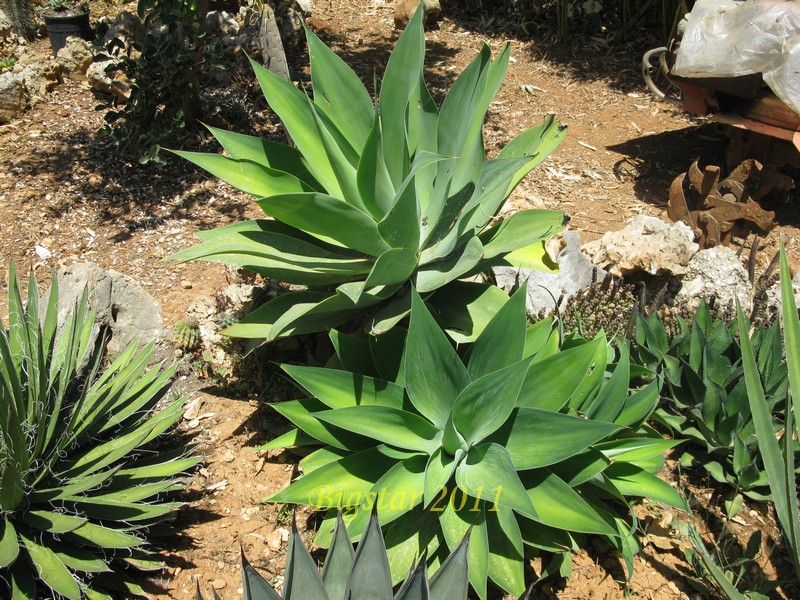 Agave attenuata 