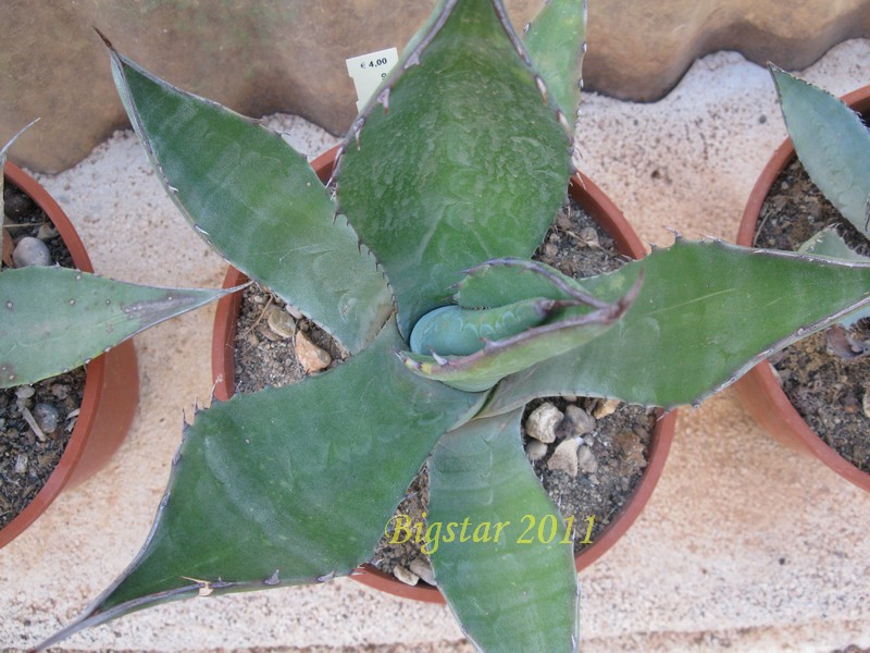 Agave oroensis 
