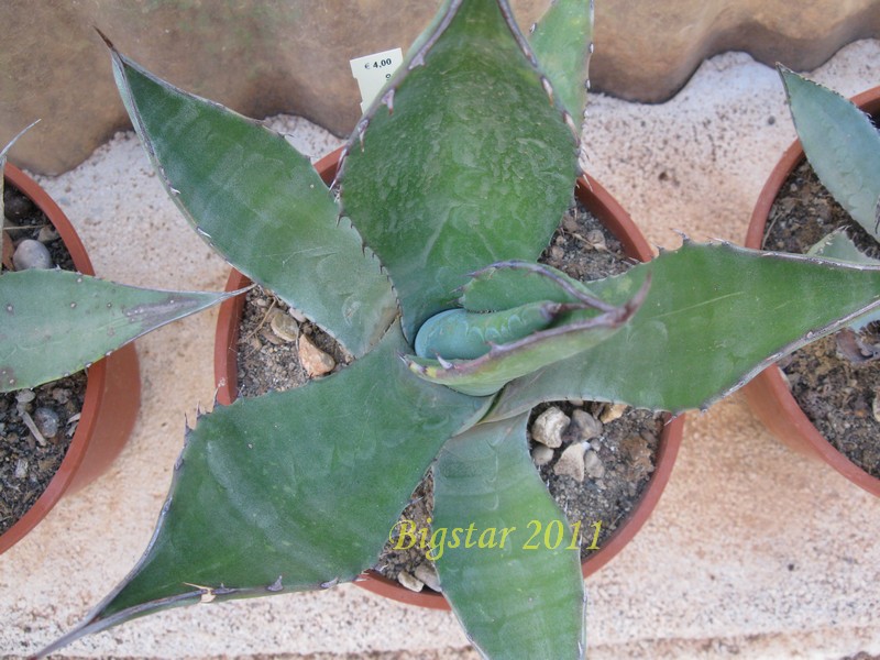 agave oroensis