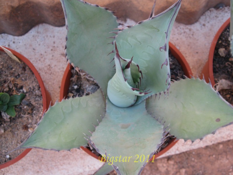 Agave parryi v. truncata 