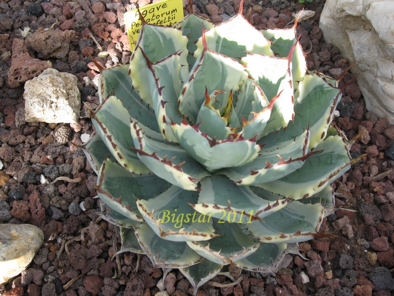 Agave potatorum v. verschaffeltii cv. kichijokan marginata 