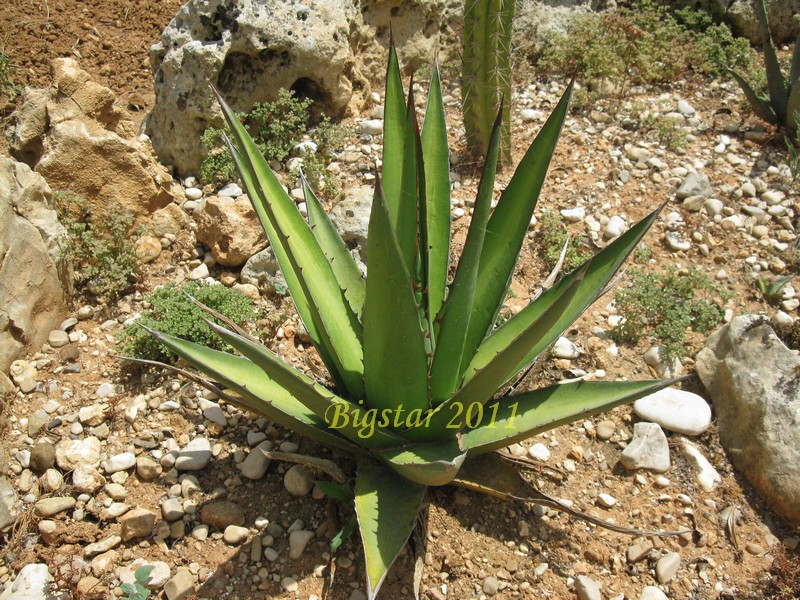 agave triangularis