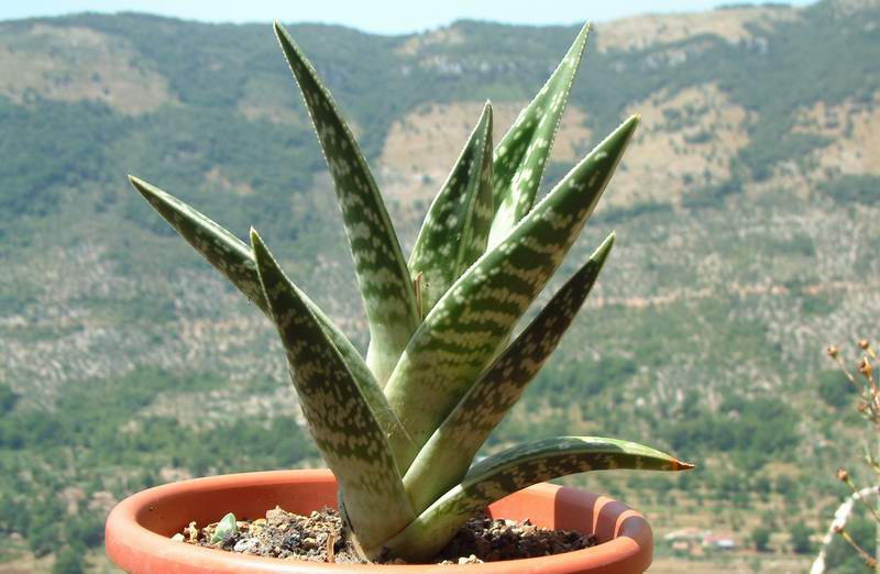 Aloe variegata 