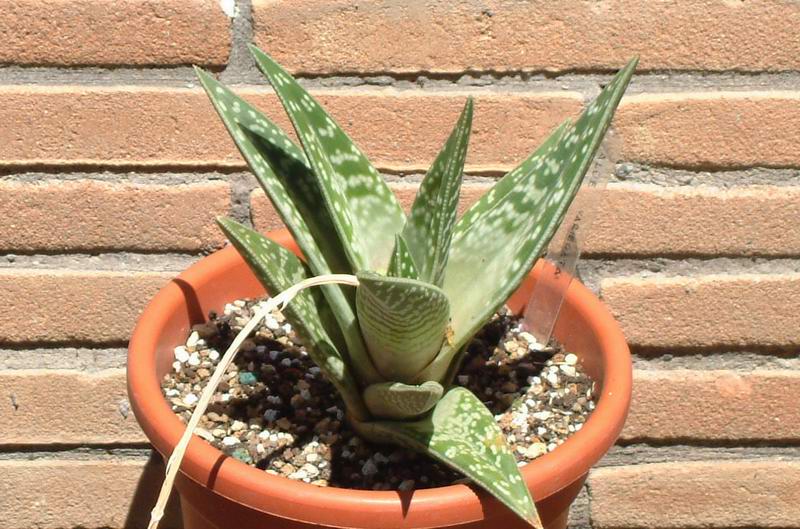 Aloe variegata 