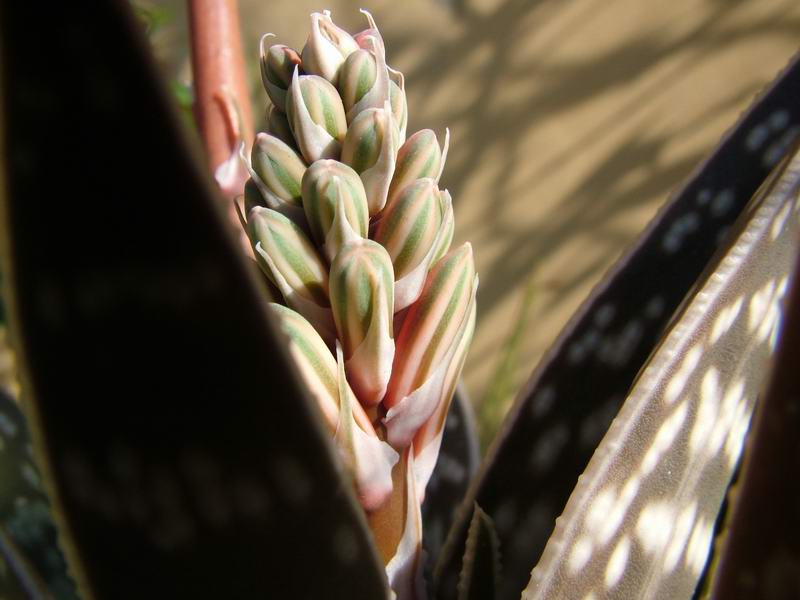 Aloe variegata 