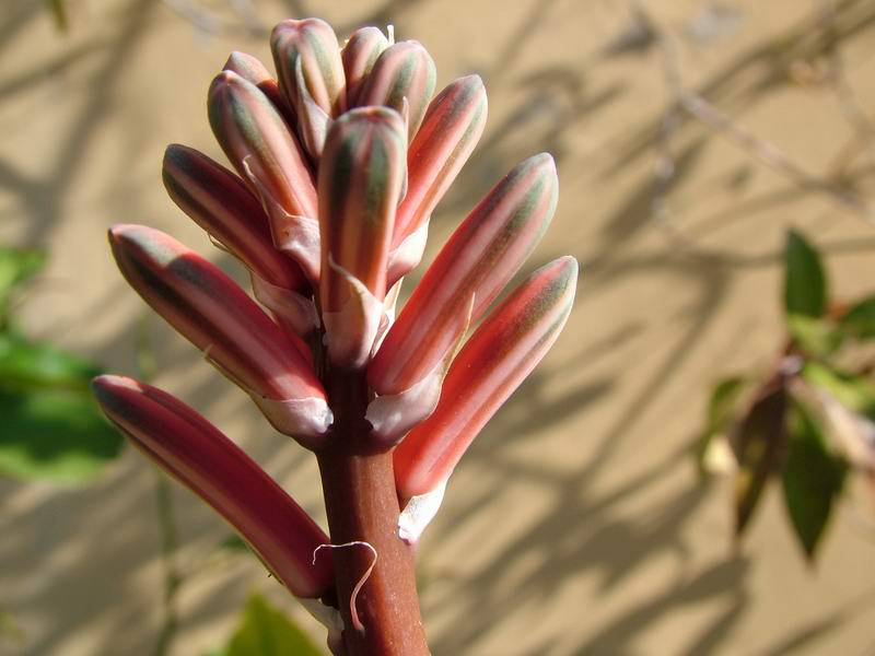 Aloe variegata 