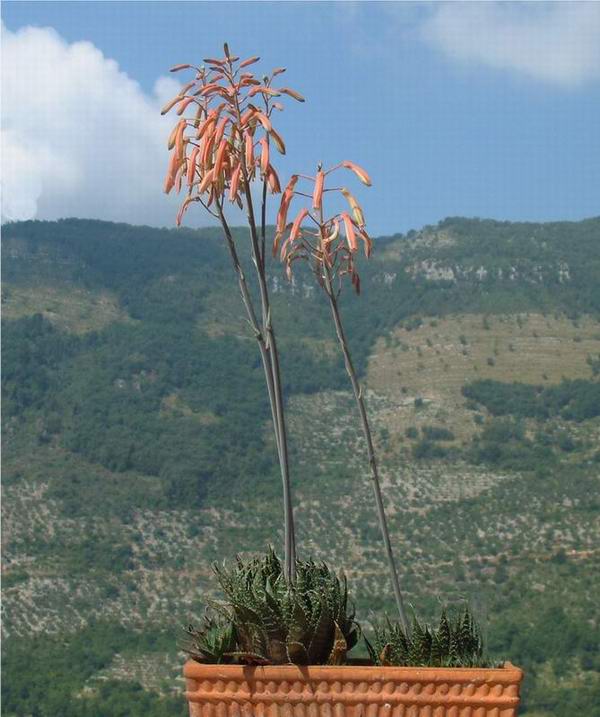 Aloe aristata 