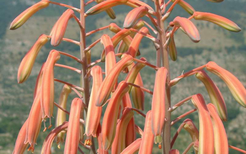 Aloe aristata 