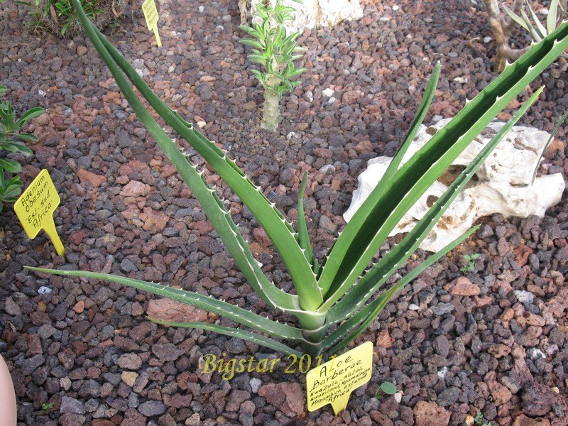 Aloe barberae 
