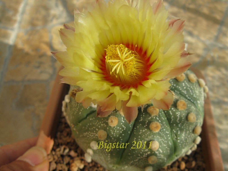 Astrophytum asterias x myriostigma 