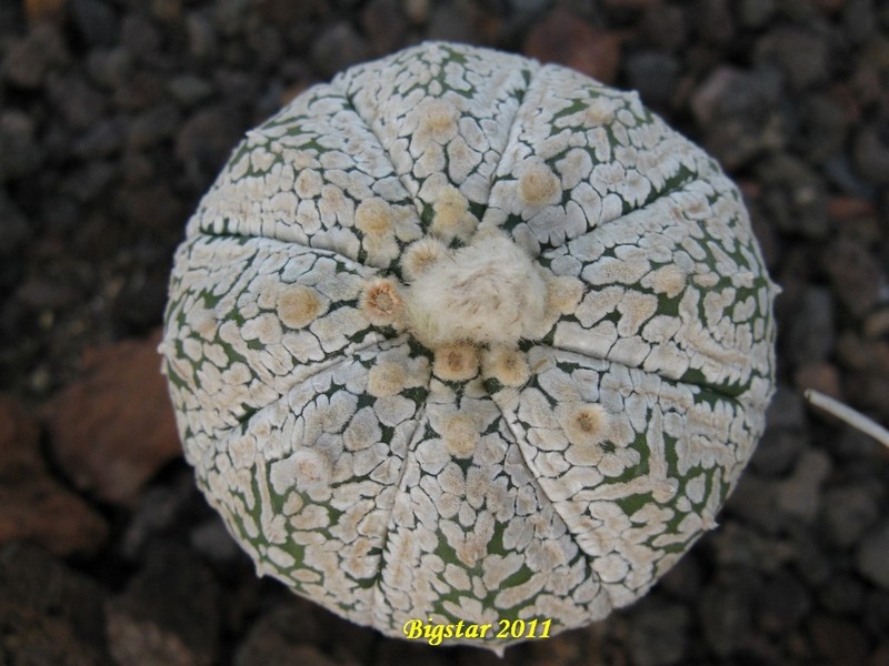 Astrophytum asterias cv. super kabuto v-type 