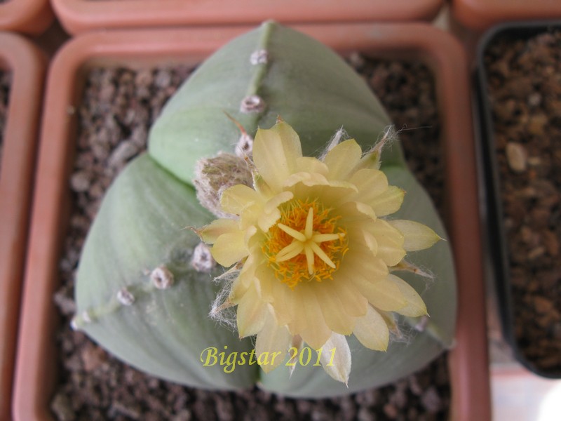 Astrophytum myriostigma f. tricostatum 