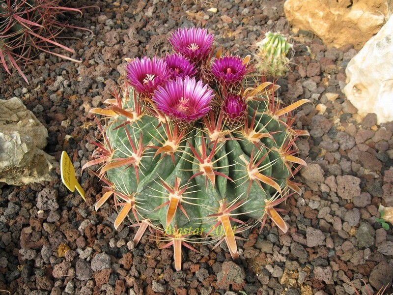 Ferocactus latispinus 