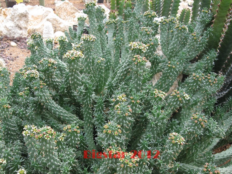 Euphorbia caput-medusae 