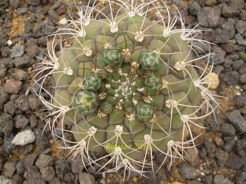 gymnocalycium pflanzii v. albipulpa