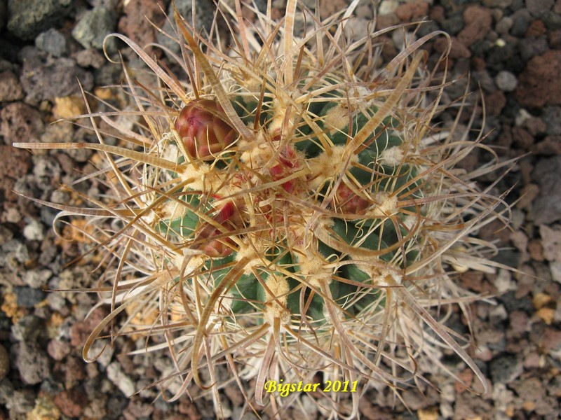 Ferocactus cv. bigstar 