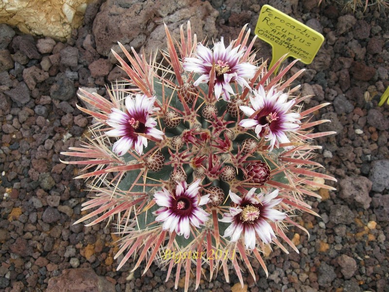 Ferocactus recurvus AFR 8