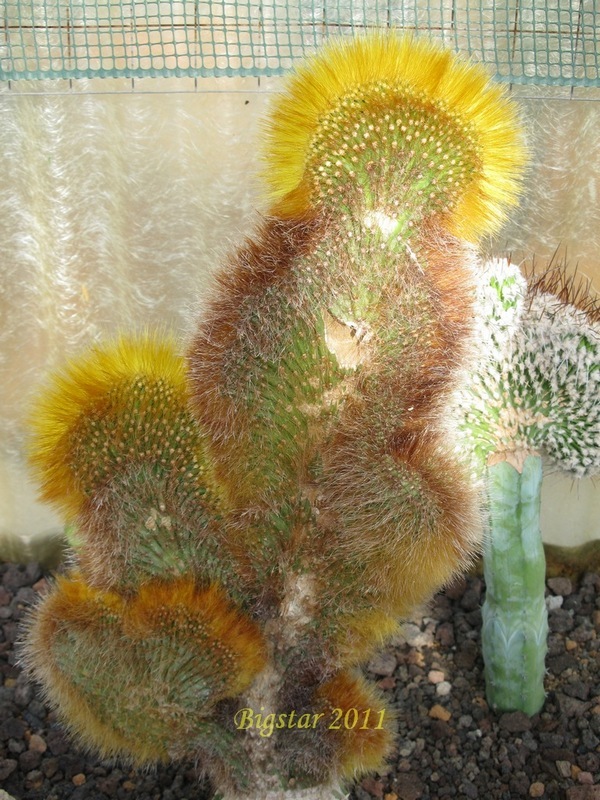 borzicactus x winterianus f. cristatus