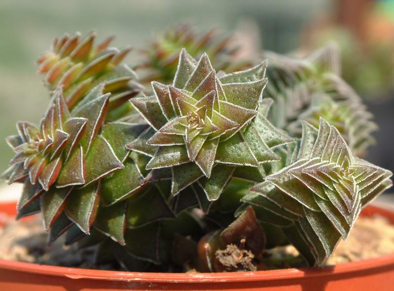 Crassula capitella 