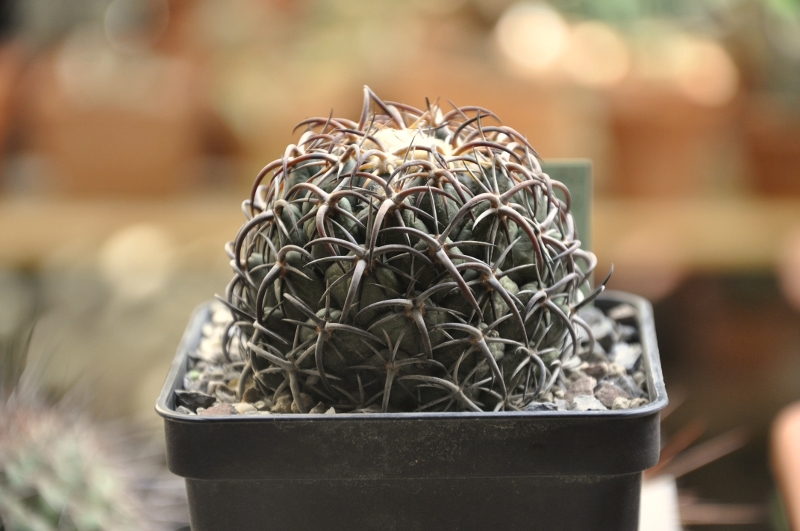 Coryphantha tripugionacantha Lau 1464