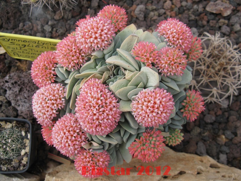 Crassula cv. Morgan's Beauty 