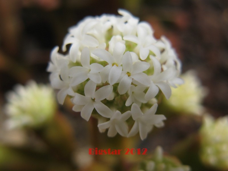 Crassula pyramidalis 