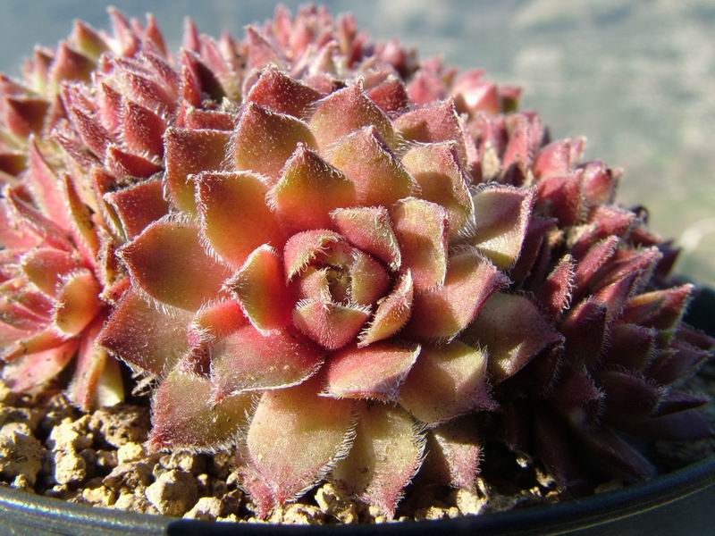 sempervivum cv. 'spherette'