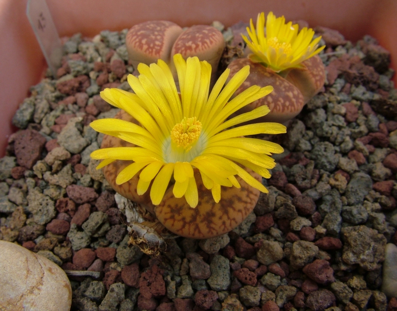 Lithops aucampiae 