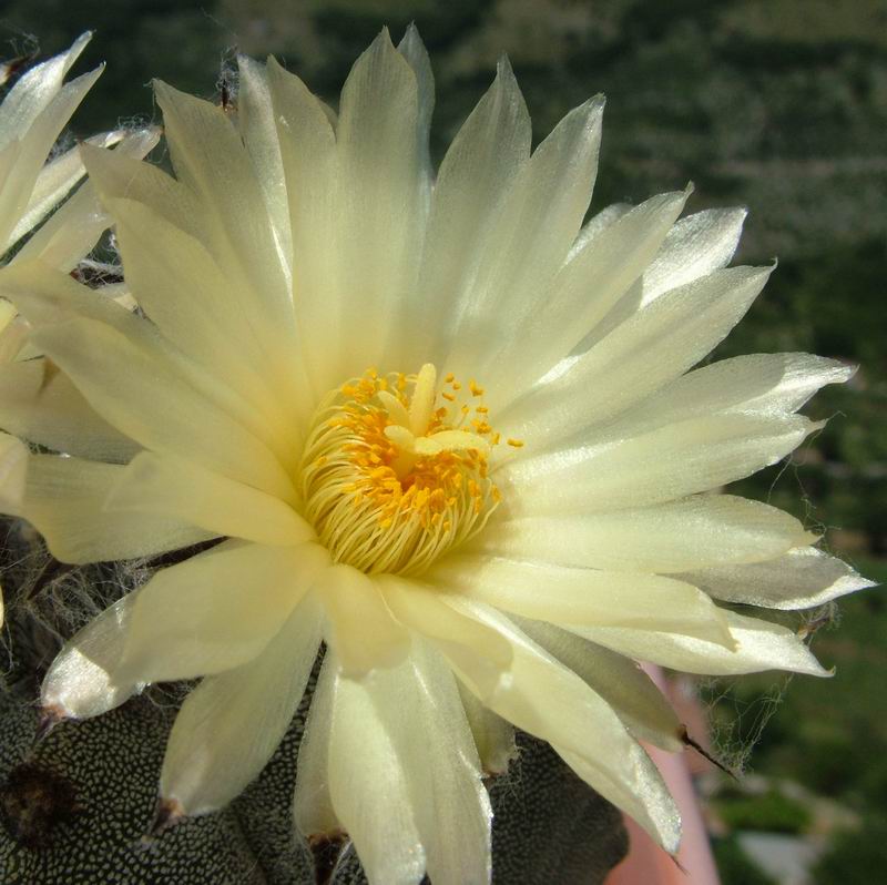 Astrophytum myriostigma v. quadricostatum 