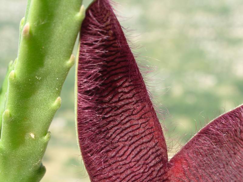 Stapelia grandiflora 