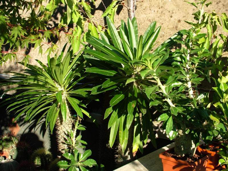 Pachypodium  