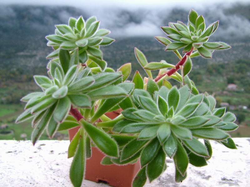 Echeveria coccinea 