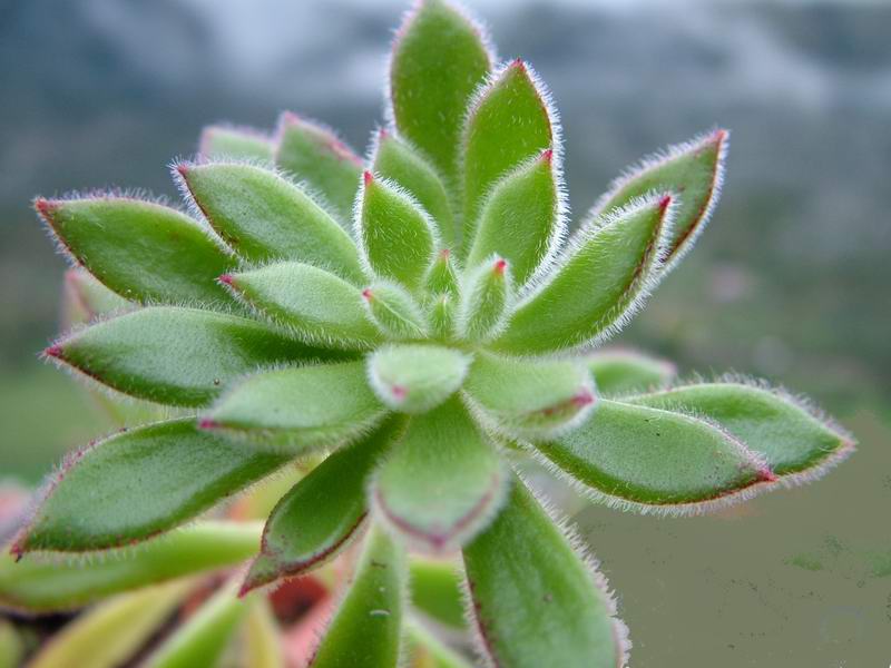 Echeveria coccinea 