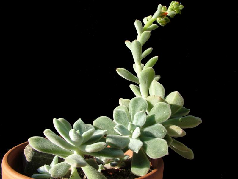 Echeveria pulvinata cv. Frosty 