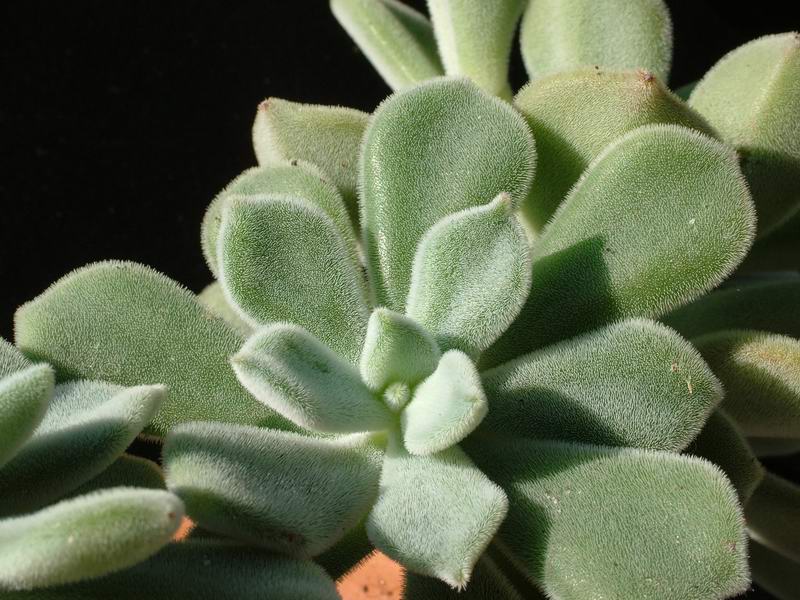 Echeveria pulvinata cv. Frosty 