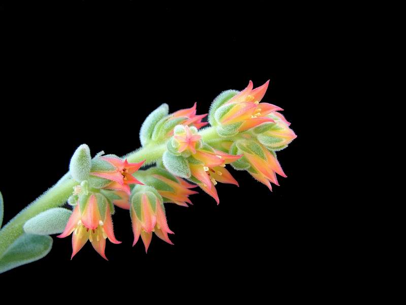 Echeveria pulvinata cv. frosty 