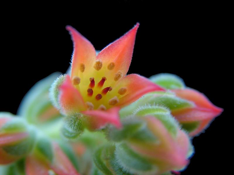 Echeveria pulvinata cv. frosty 