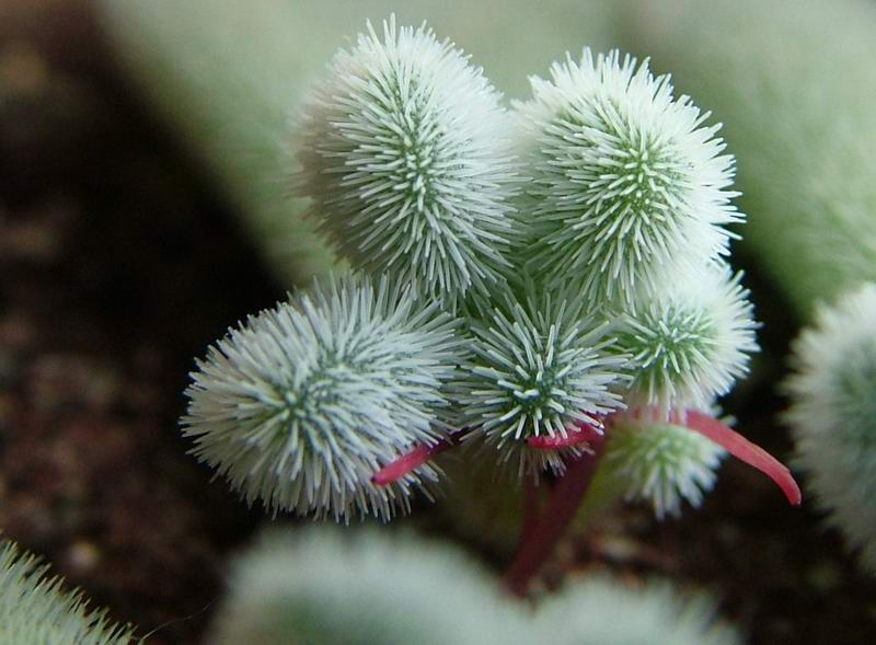 Echeveria pulvinata cv. frosty 