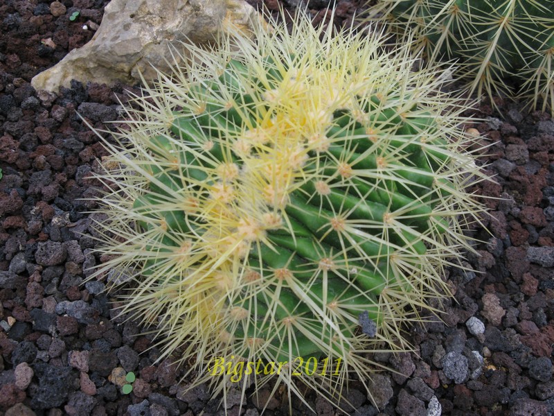 Echinocactus grusonii f. cristatus 