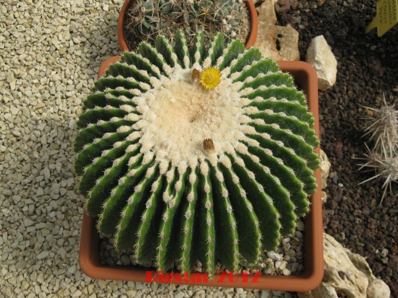 Echinocactus grusonii v. inermis 