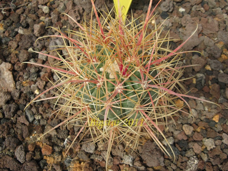 Ferocactus acanthodes FPAN 333