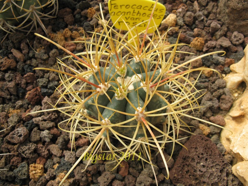 Ferocactus acanthodes v. rostii 