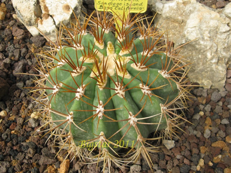 Ferocactus diguetii 