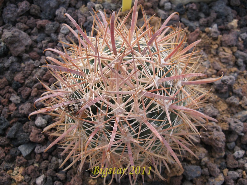 Ferocactus fordii MG 420,85