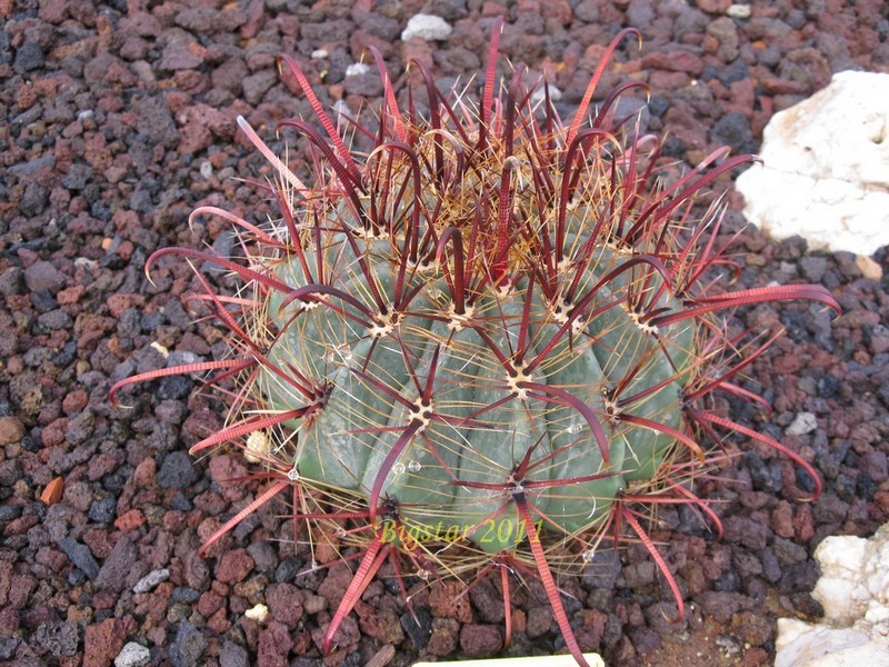 Ferocactus horridus 